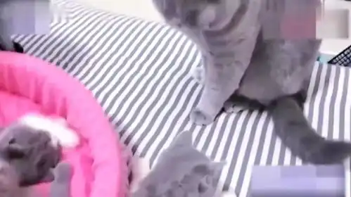  公猫趁母猫不在偷偷咬猫宝宝,母猫突然回来,公猫的表情好逗呀