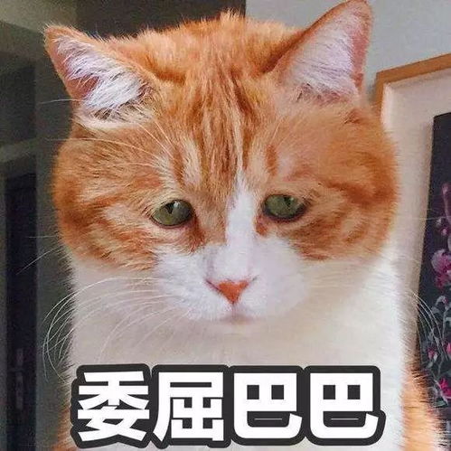  没钱养猫狗别逗了,它们不仅能让你快乐,甚至比你赚得还要多