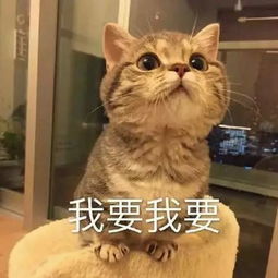  最后的免费门票最终参赛阵容即将敲定