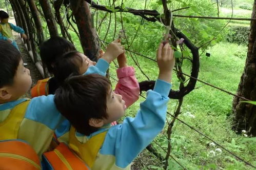  田园综合体丨国外自然教育如何治愈自然缺失症直接到森林里开学校