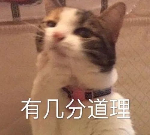 奇怪的知识猫表情包智障
