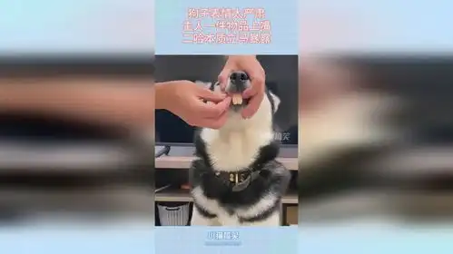  狗子表情太严肃,主人一件物品上嘴,二哈本质立马暴露