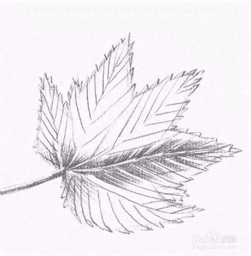  素描一片枫叶