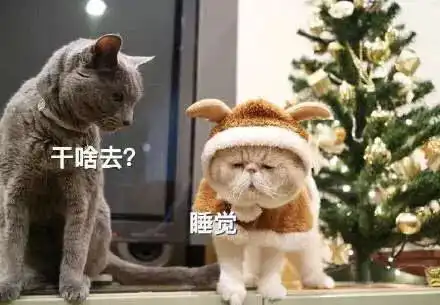 摸头表情包猫沉迷