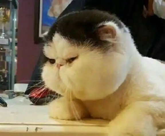 养猫,为何都说养公的比养母的好