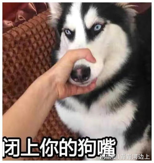  天怒人怨,自作孽不可活外交亲日日本首相岸田文雄网易订阅