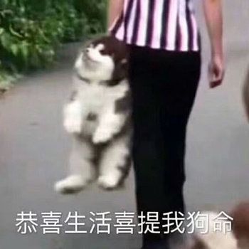  消除烦恼的沙雕句子
