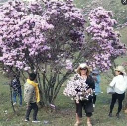  四川景区杜鹃花惨遭游客毒手整枝折断点燃烤肉