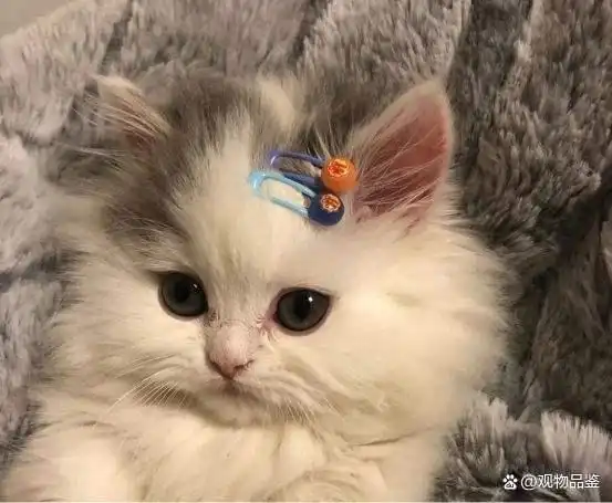  最贵的猫的品种是哪种
