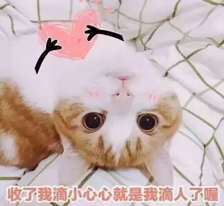  表情包系统提示,吸猫人士还有5秒到达斗图现场