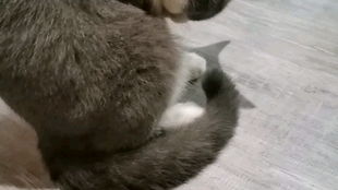  今天是偷偷撸猫的一天撸的别人家的猫,也是真的够了,自己家的猫摸不着,哭唧唧qaq