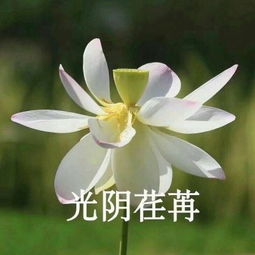  佛系养老头像了解一下,你不会后悔的