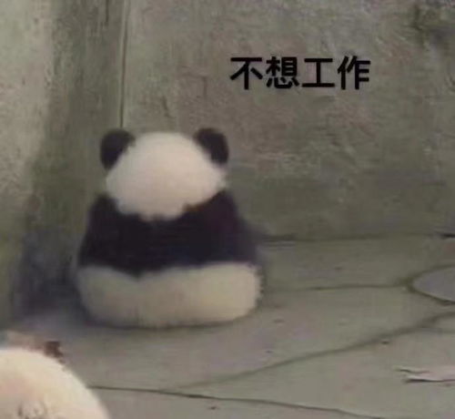  猫加熊猫,无敌表情包,无水印