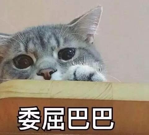 委屈猫表情包大全猫叫