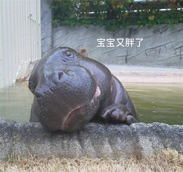  在柳州最新表情包大放送拿走不谢