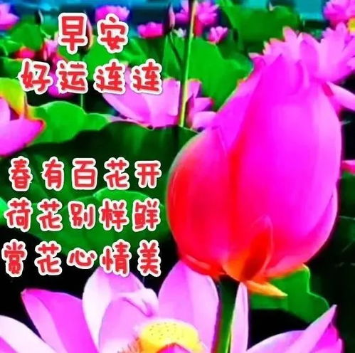  上午好动态表情图片大全,动图美图大全