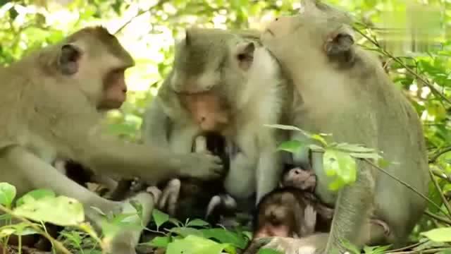  猴子们你们这是看到了什么,这小表情