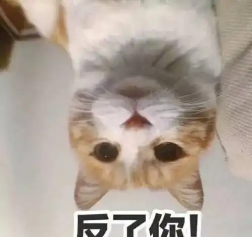  养猫养久了,会有这样的变化,是你么