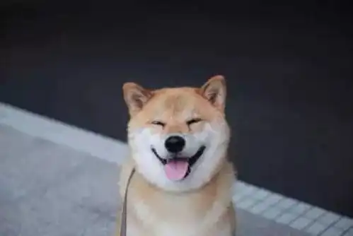  初代网红表情包相继离世愿小天使们一路走好