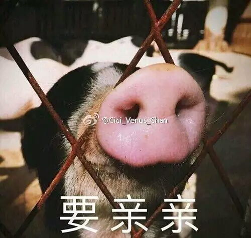 跟猪说话的表情包头像