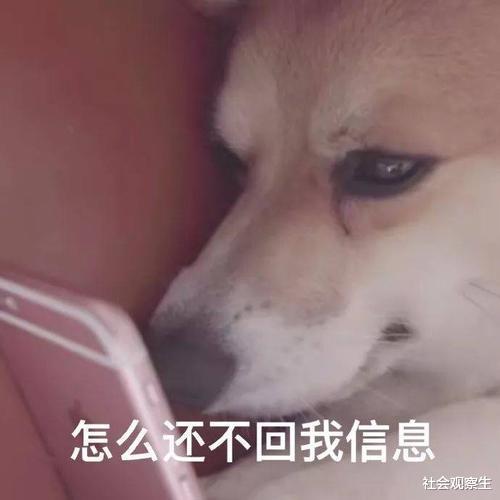 王思聪的表情包舔狗
