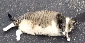 打滚表情包猫猫洛根
