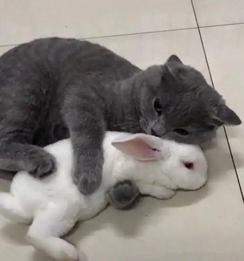  猫咪的嫉妒心有多强,你知道吗