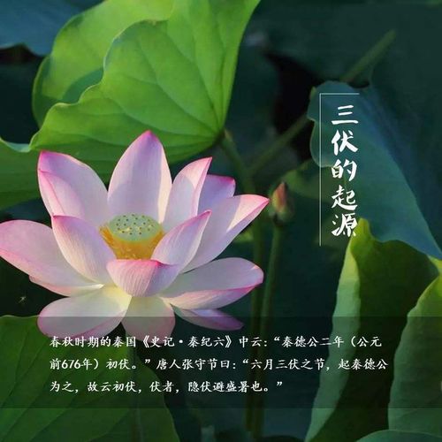 女人用的幸运花头像2024