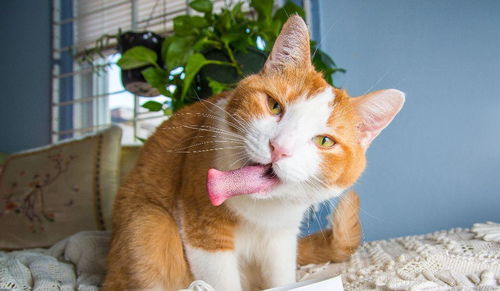  猫咪吃薄荷,却吃出了神游的感觉,活生生的一组表情包