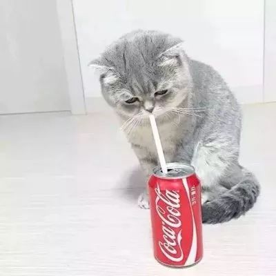  猫咪情侣头像安排,收好不谢