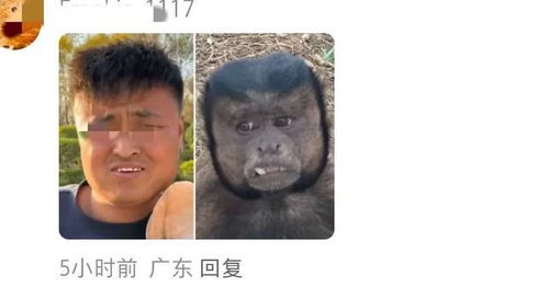  合肥一动物园国字脸猴因丑萌出圈,网友这又是谁的表情包