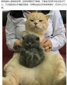  猫咪当爸爸,但儿子的肤色让它困扰,看这父子的表情绝对是亲生的