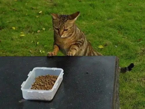  拿东西给猫吃,猫先是闻了闻,然后直接嫌弃到不吃了