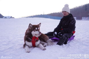  组图国民老公会玩王思聪让爱犬拉雪橇