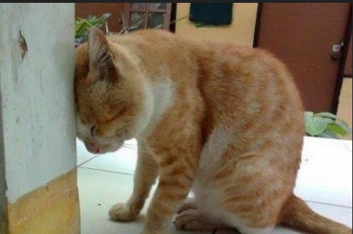  每天打卡记单词404