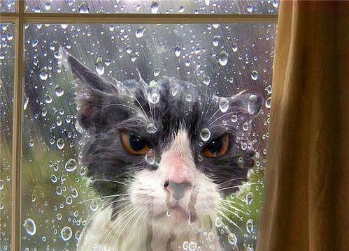 猫猫和狗狗真实演绎了什么叫做欠揍