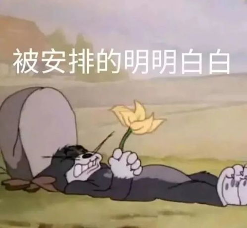  表情sir全家族对你很失望
