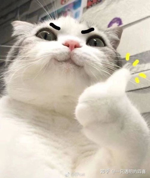 猫可爱表情包小猫咪
