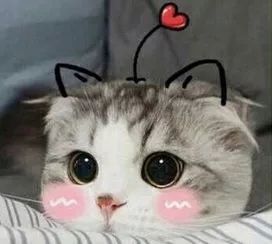 doyouknow你表情包中的猫