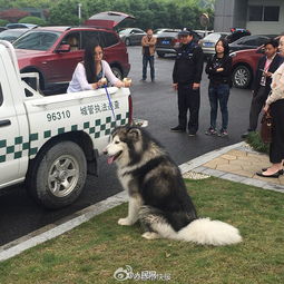  当街撩妹网曝杭州一阿拉斯加大街上缠路过女孩