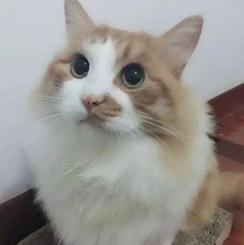  女孩晒自己去年捡的流浪猫,网友看了大呼夸张这都养成布偶了
