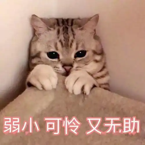  这一幕有点吓人鳄鱼在小区里溜达...