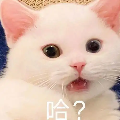  网红猫咪小奶猫蛋崽表情包二