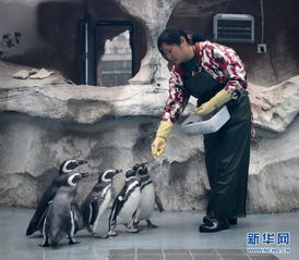  重庆动物园为动物取暖过冬