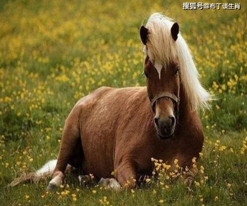  一辈子操劳命的4大生肖女,总想把最好的留给丈夫,活得很累
