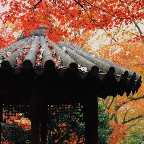  天平山,红了