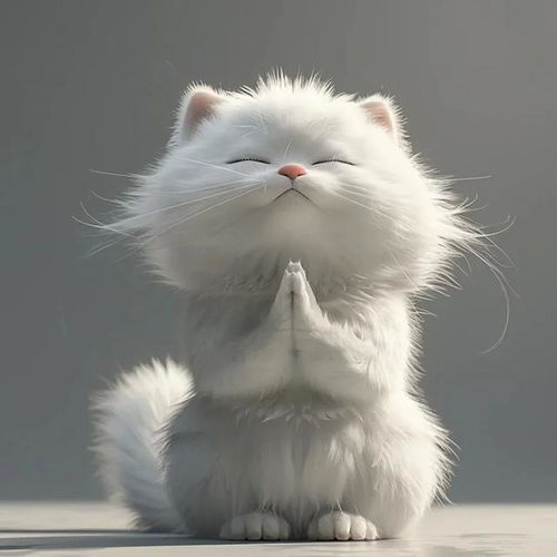  祈福祈愿小猫小狗头像
