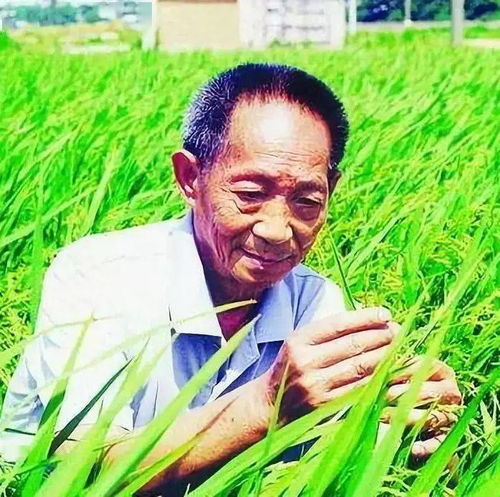 幸运草头像图片2025焚尸