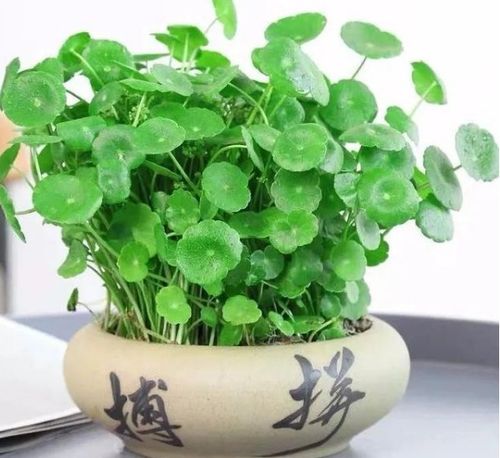  8种招财植物,家里有一盆财源滚滚来
