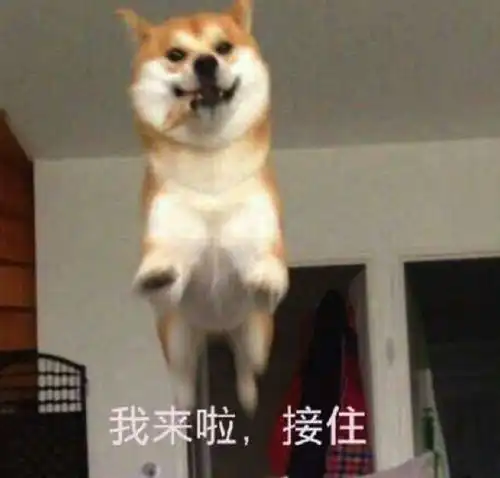 稳稳的接住柴犬表情包废
